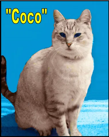 Lost cat in Keedysville, MD, 21756