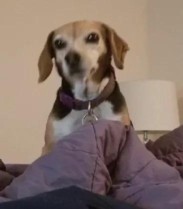 Lost dog in Boulder, CO, 80303
