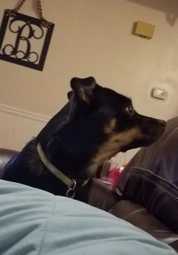 Lost dog in Charlotte, NC, 28226