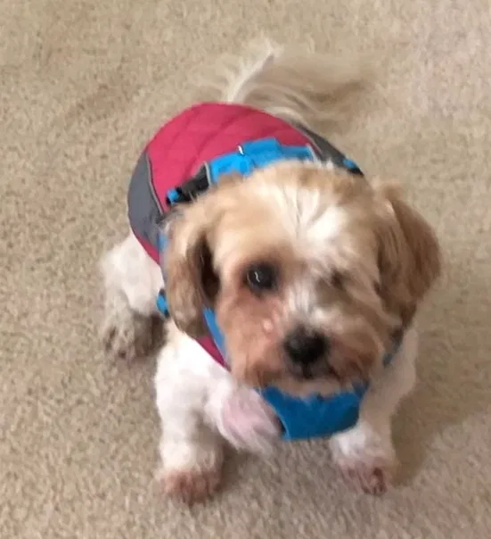 Lost dog in Patterson, CA, 95363