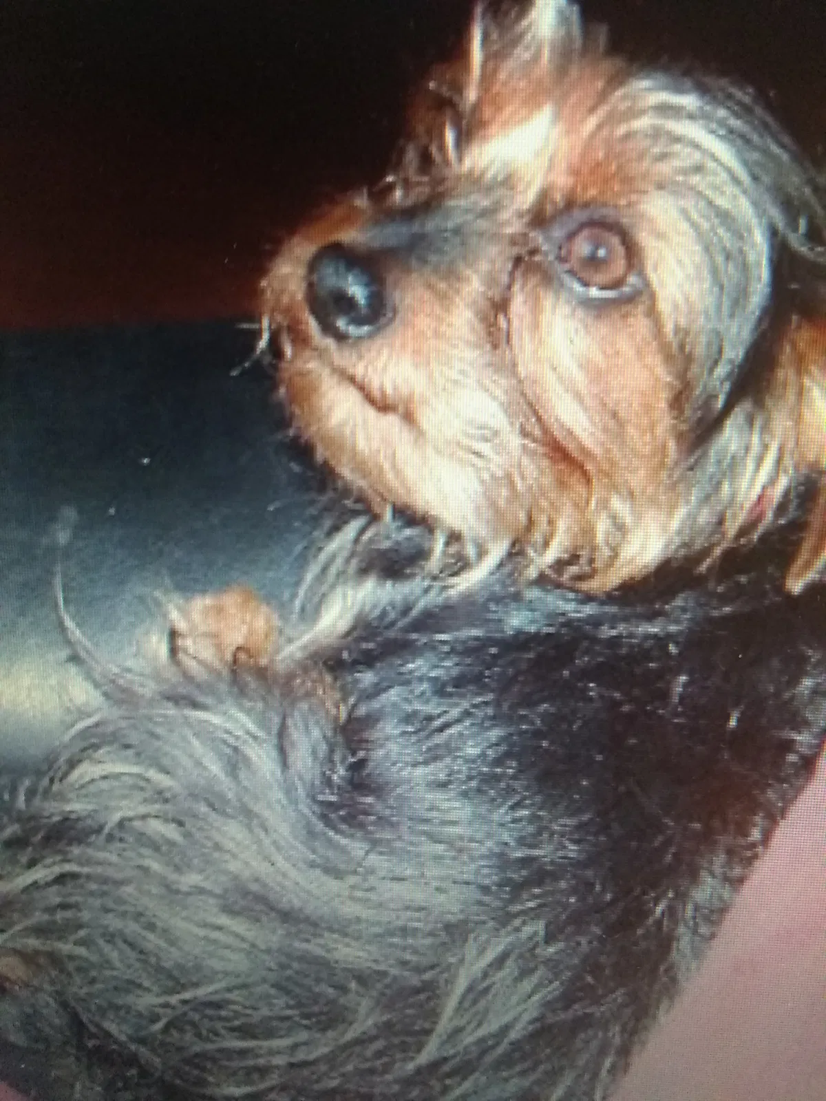 Lost dog in Kalama, WA, 98625