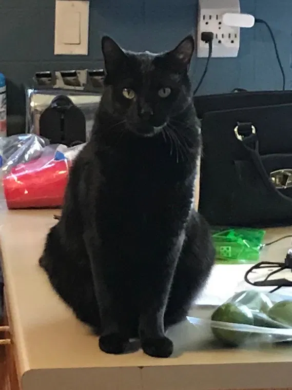 Lost cat in Flower Mound, TX, 75028