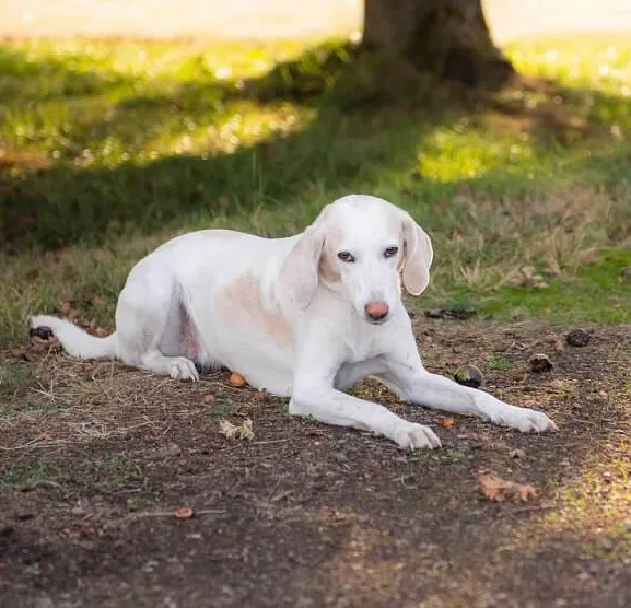 Lost dog in Corvallis, OR, 97333