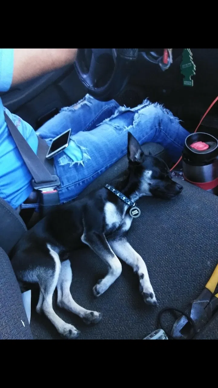 Lost dog in Aubrey, TX, 76227