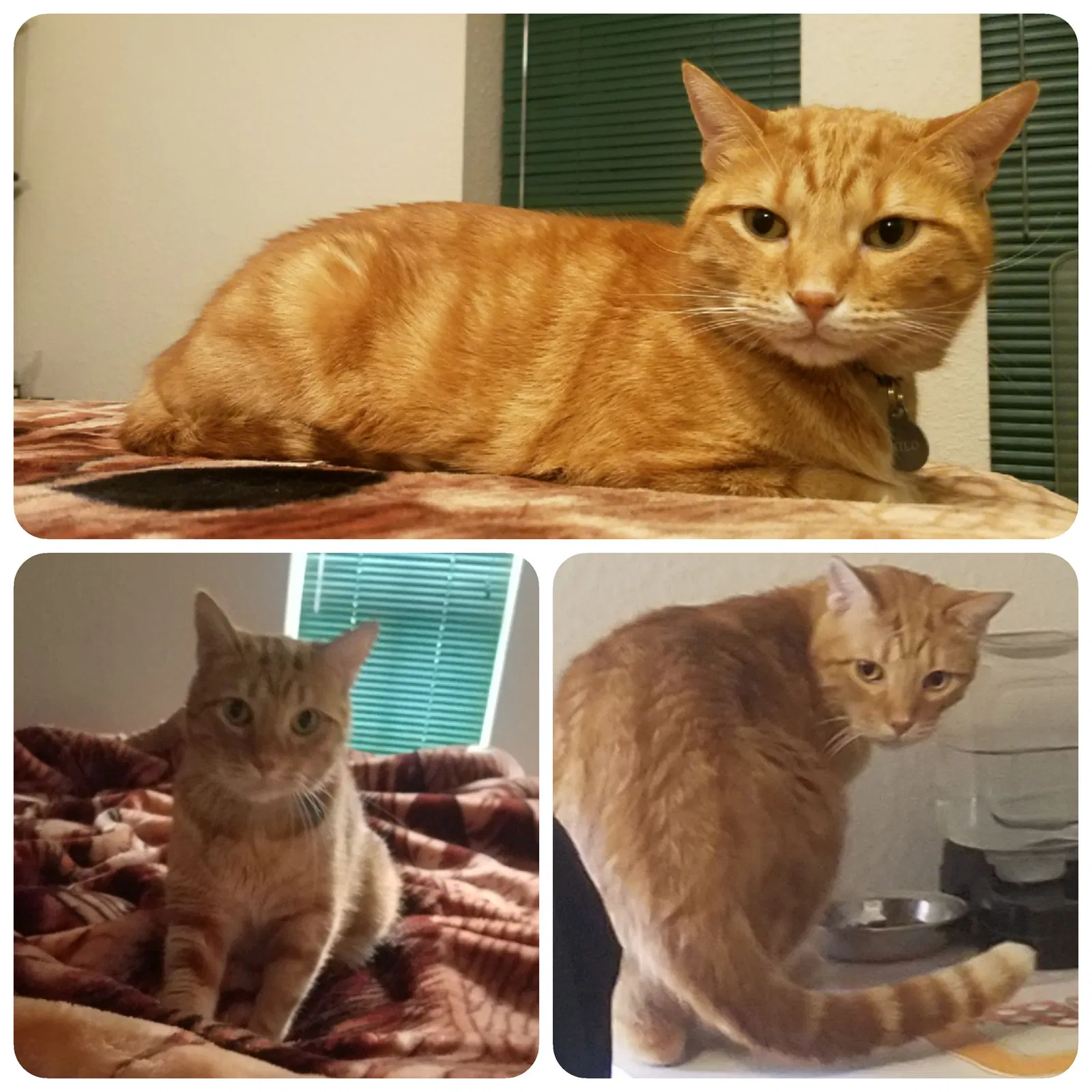 Lost cat in Round Rock, TX, 78664