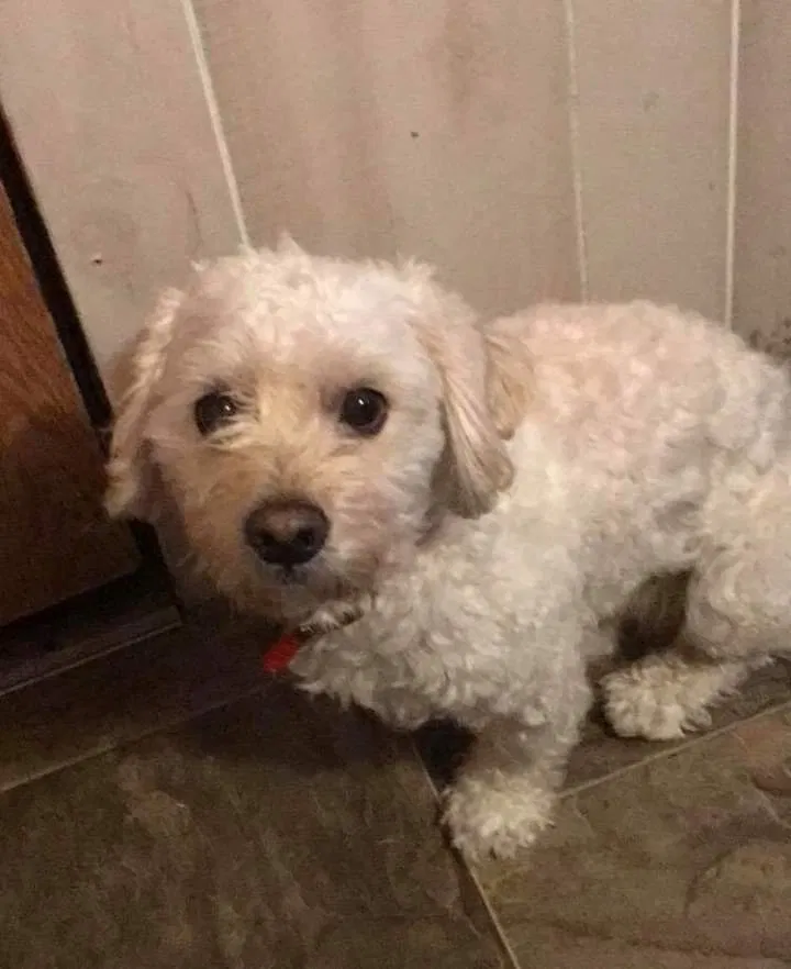 Lost dog in Indianapolis, IN, 46227