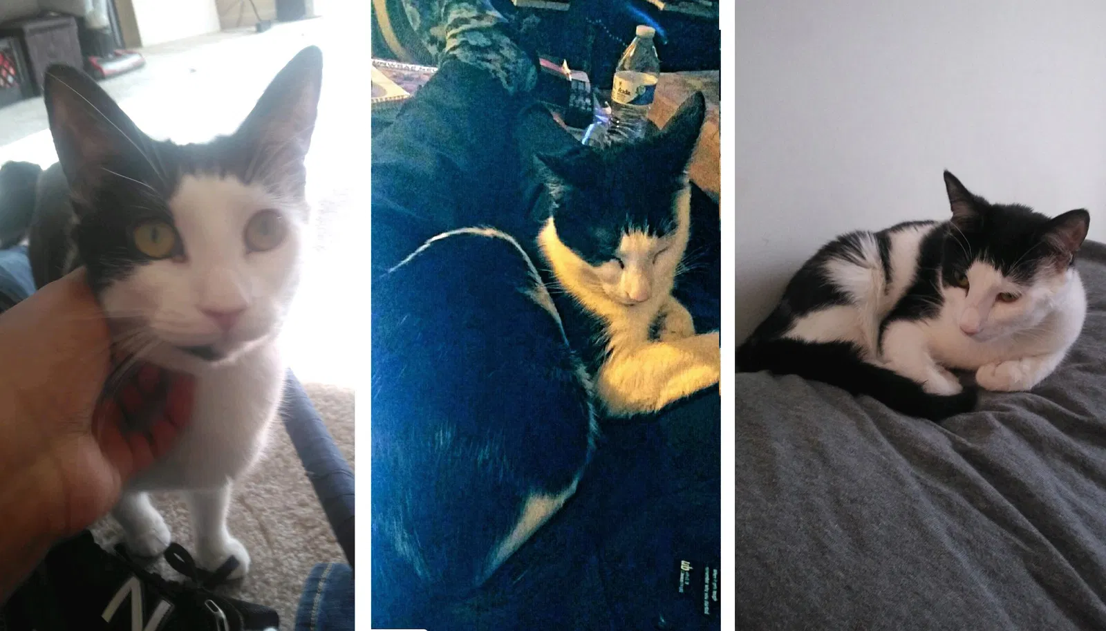 Lost cat in Baltimore, MD, 21202