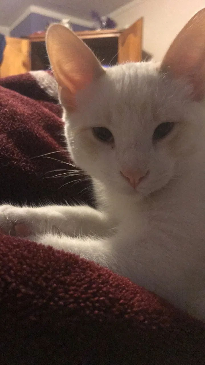Lost cat in Longmont, CO, 80504