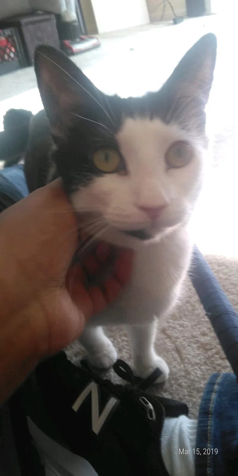 Lost cat in Baltimore, MD, 21202