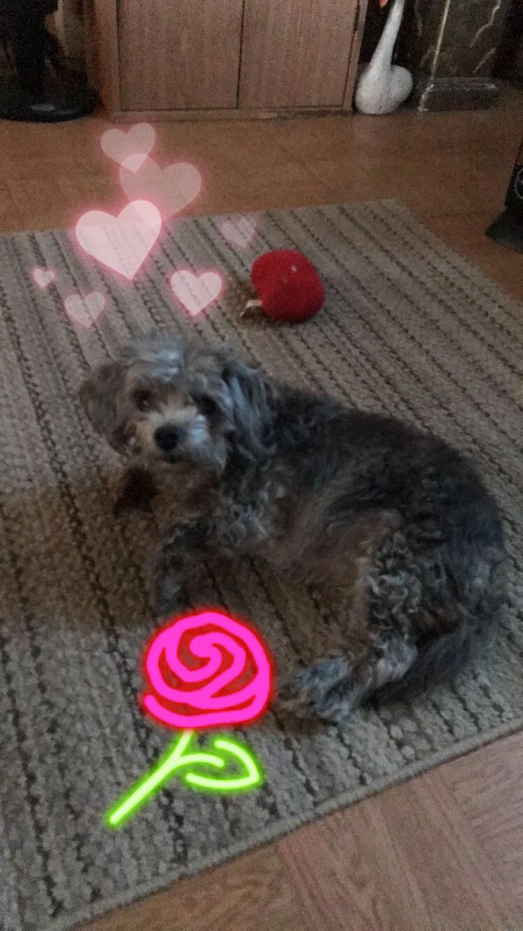 Lost dog in Laredo, TX, 78040