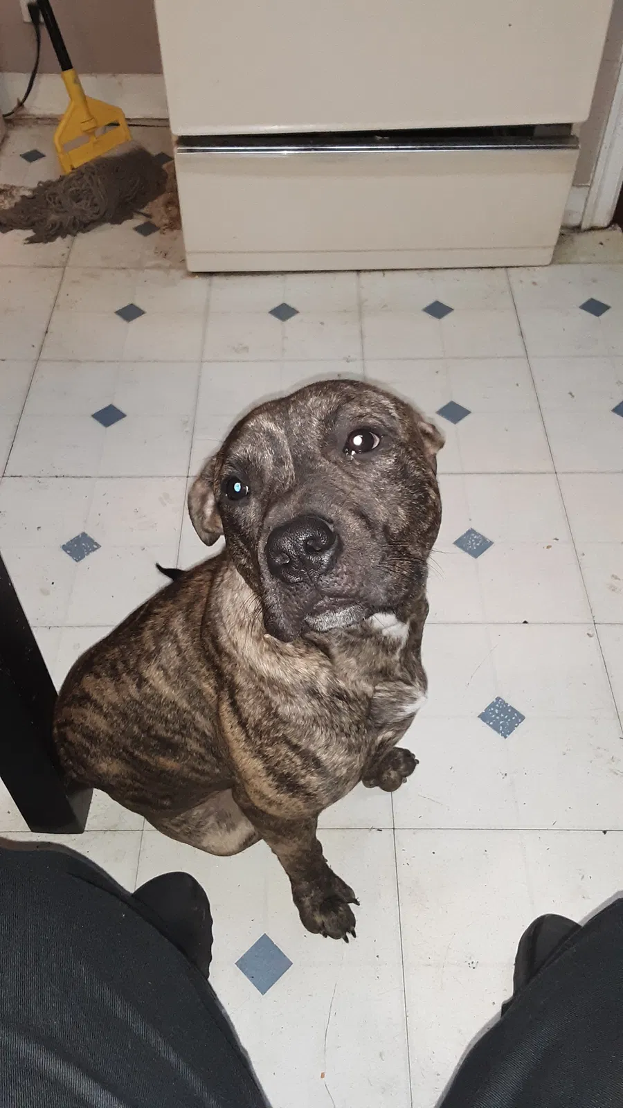 Lost dog in Columbus, OH, 43211