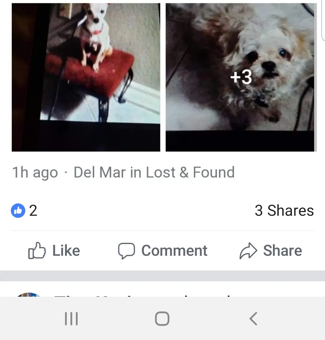Lost dog in Laredo, TX, 78045