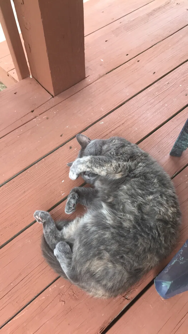 Lost cat in Blue Springs, MO, 64015