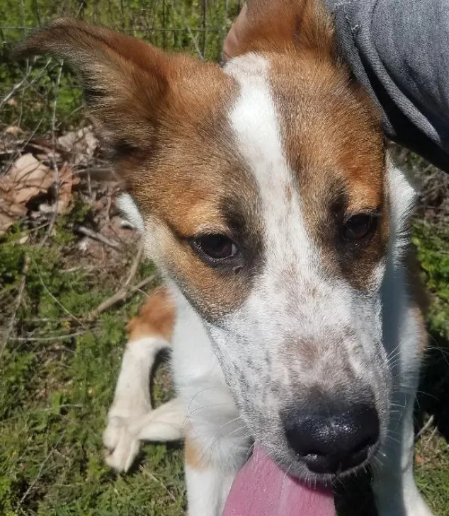 Found dog in Waxahachie, TX, 75167