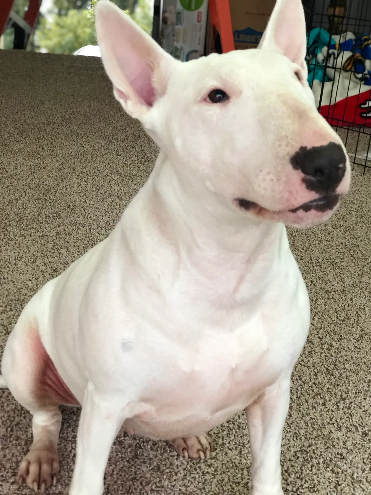 Lost dog in Union City, CA, 94587