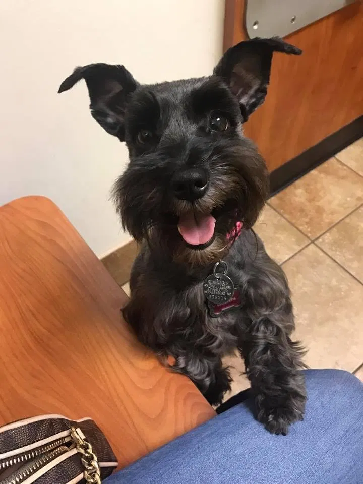 Lost dog in Charlotte, NC, 28269