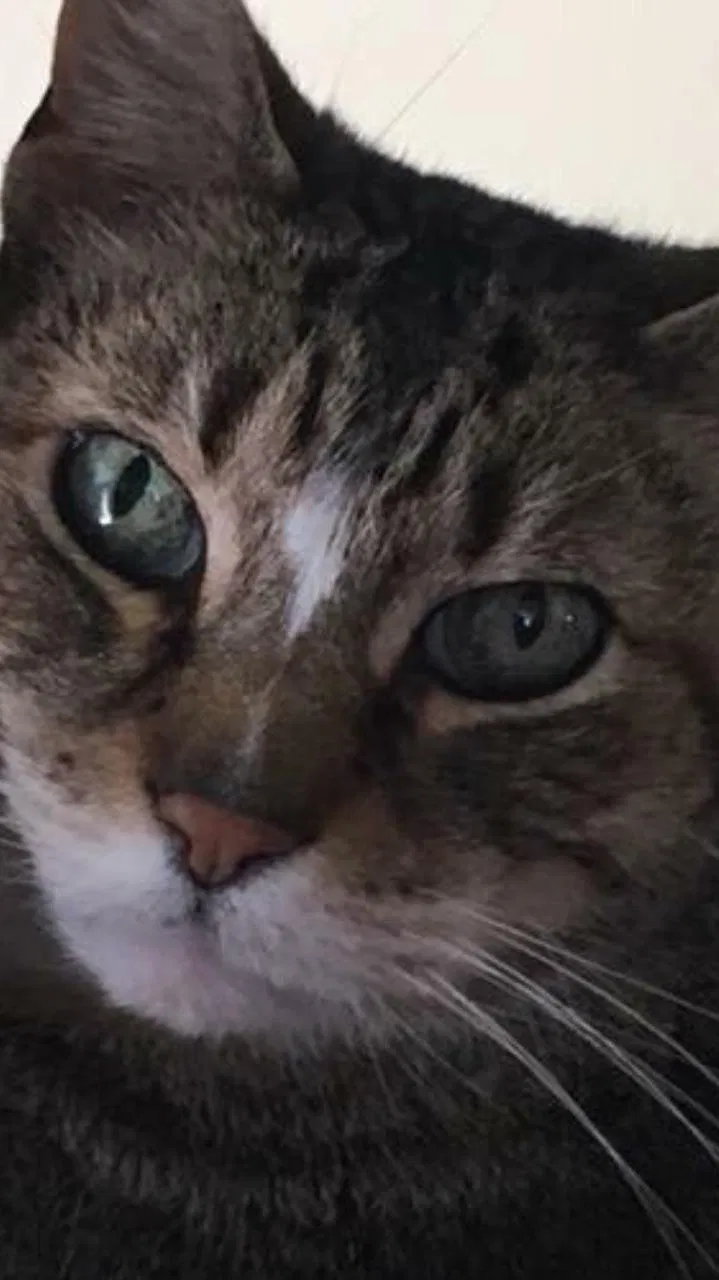 Lost cat in Highland, IN, 46322