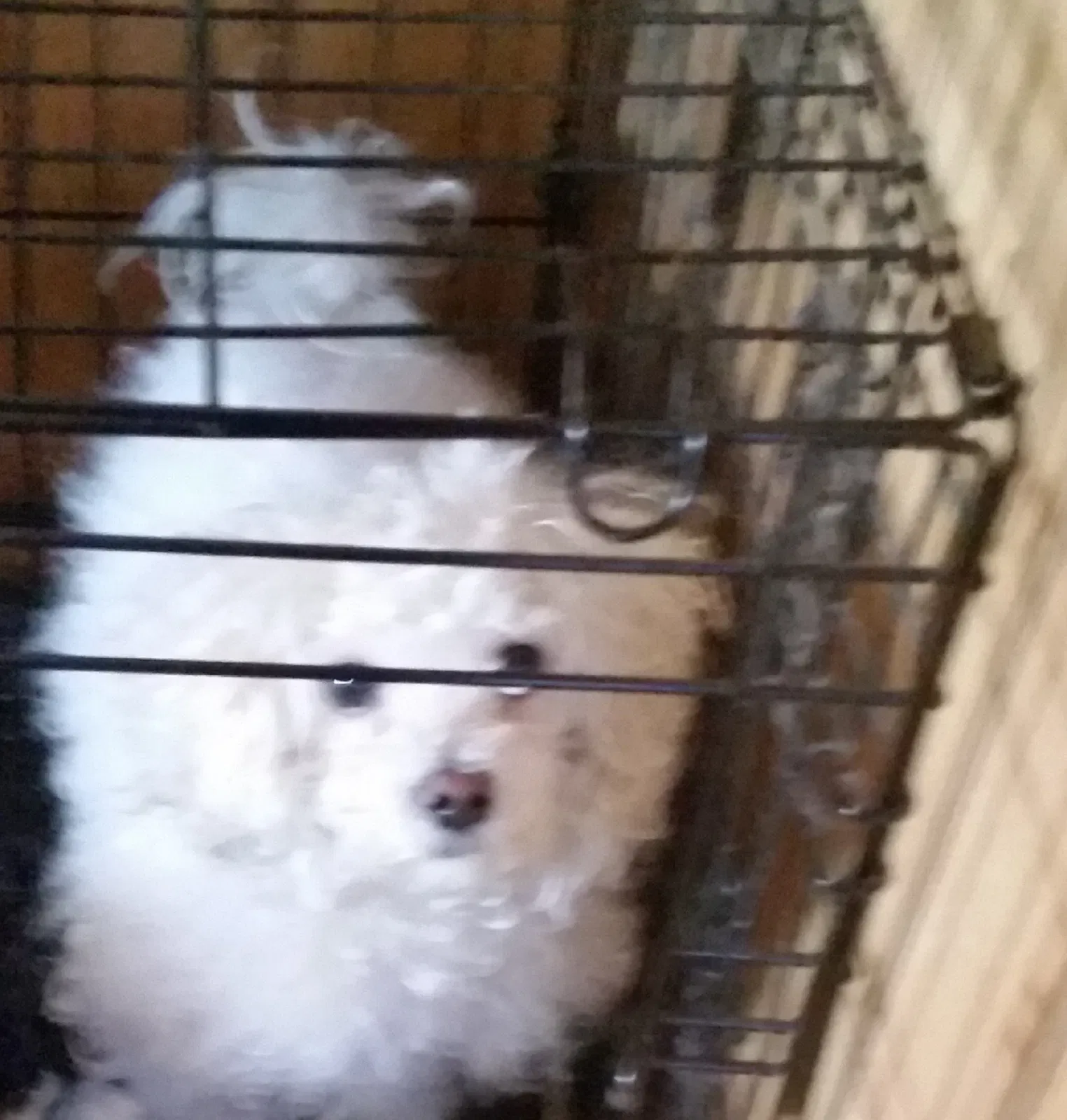Lost dog in Beech Grove, IN, 46107