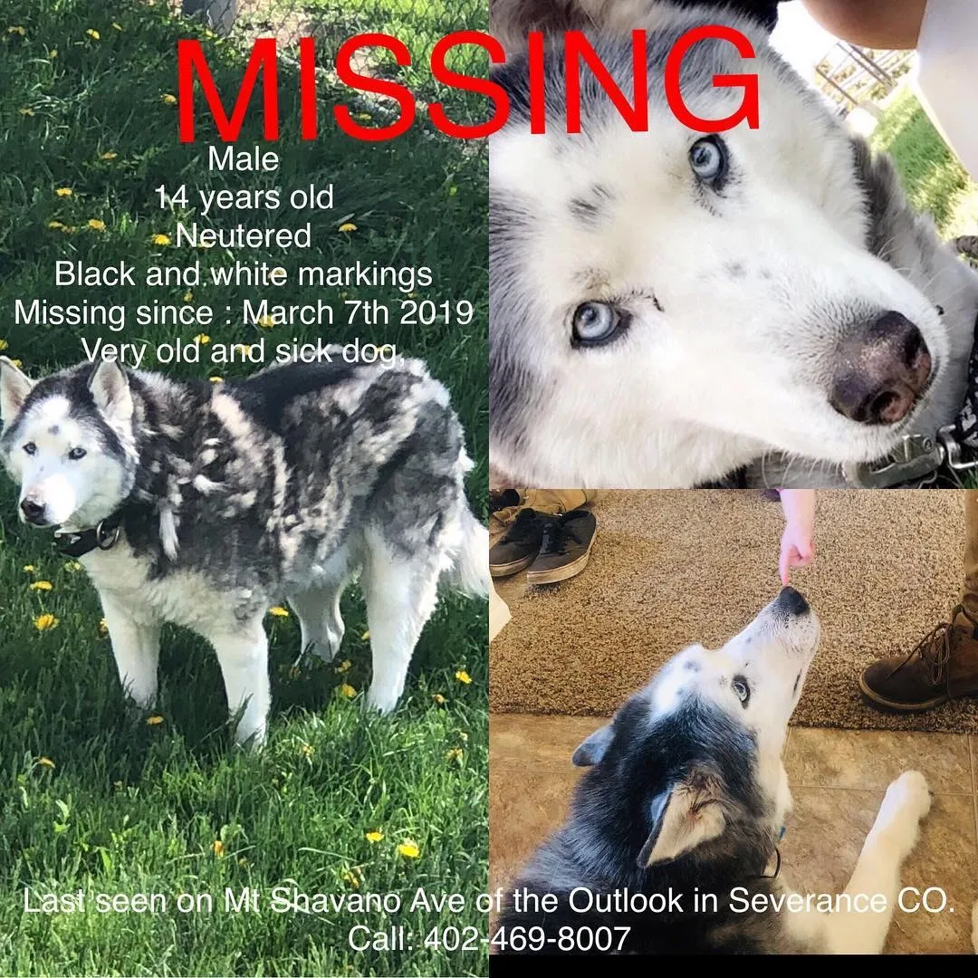 Lost dog in Windsor, CO, 80550