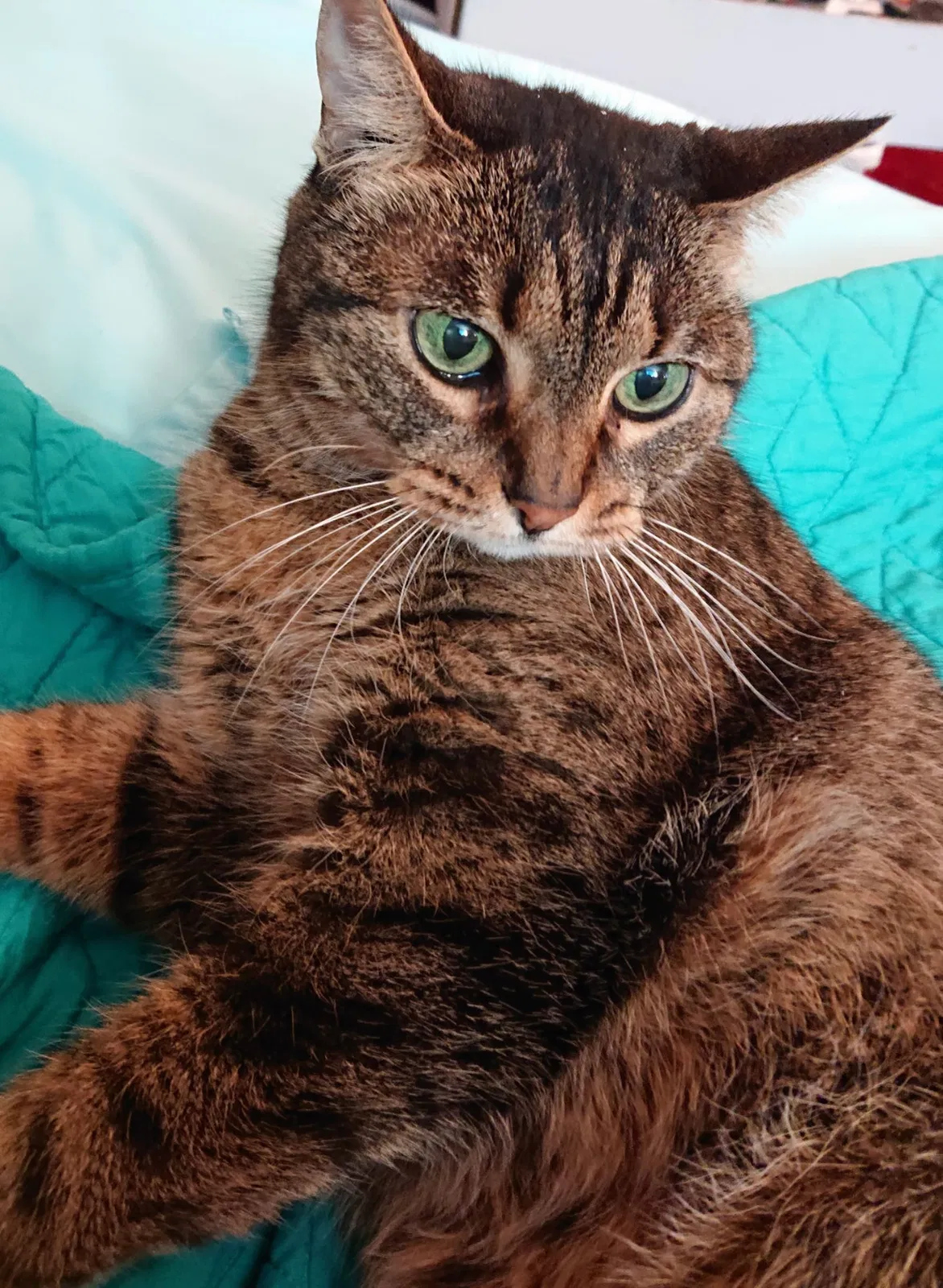 Lost cat in Galveston, TX, 77550
