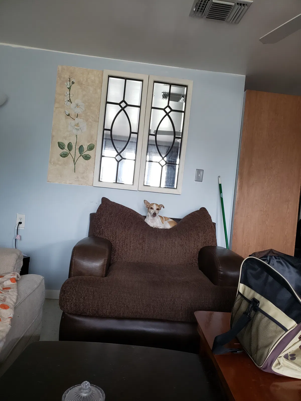Lost dog in Port Charlotte, FL, 33952