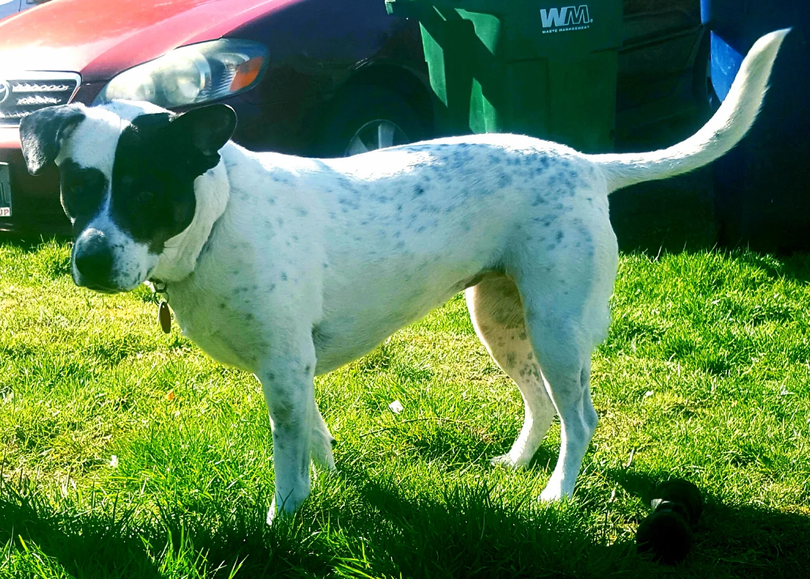 Lost dog in Seattle, WA, 98198