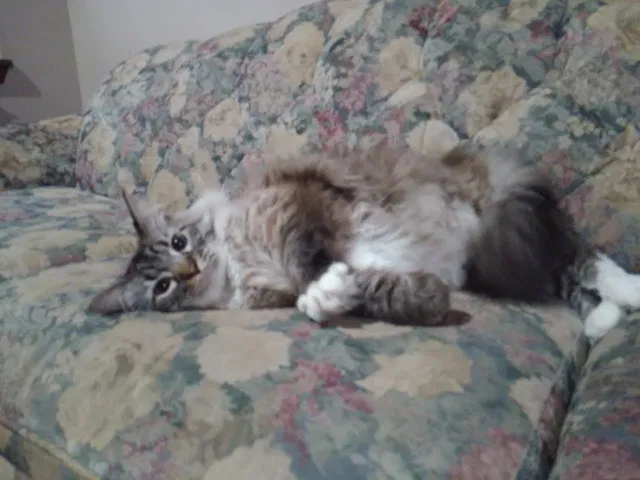 Lost cat in Jacksonville, FL, 32257