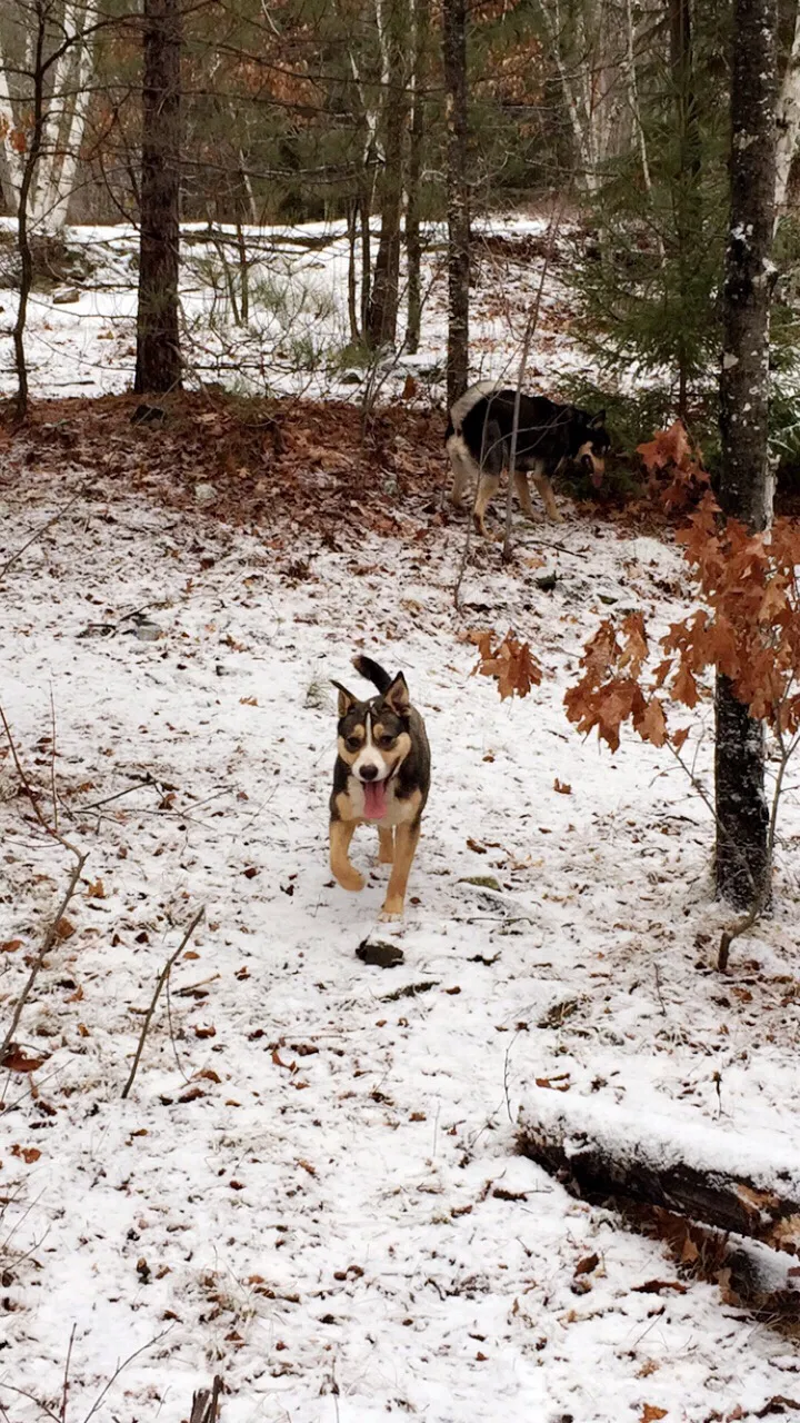 Lost dog in Bruno, MN, 55712
