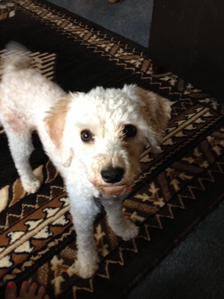 Lost dog in Rio Rancho, NM, 87124