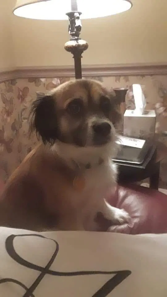 Lost dog in Greenwood, SC, 29646