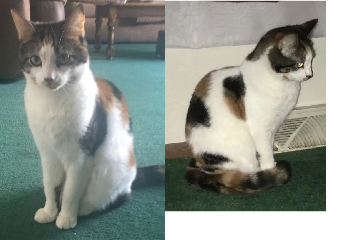 Lost cat in Sarver, PA, 16055