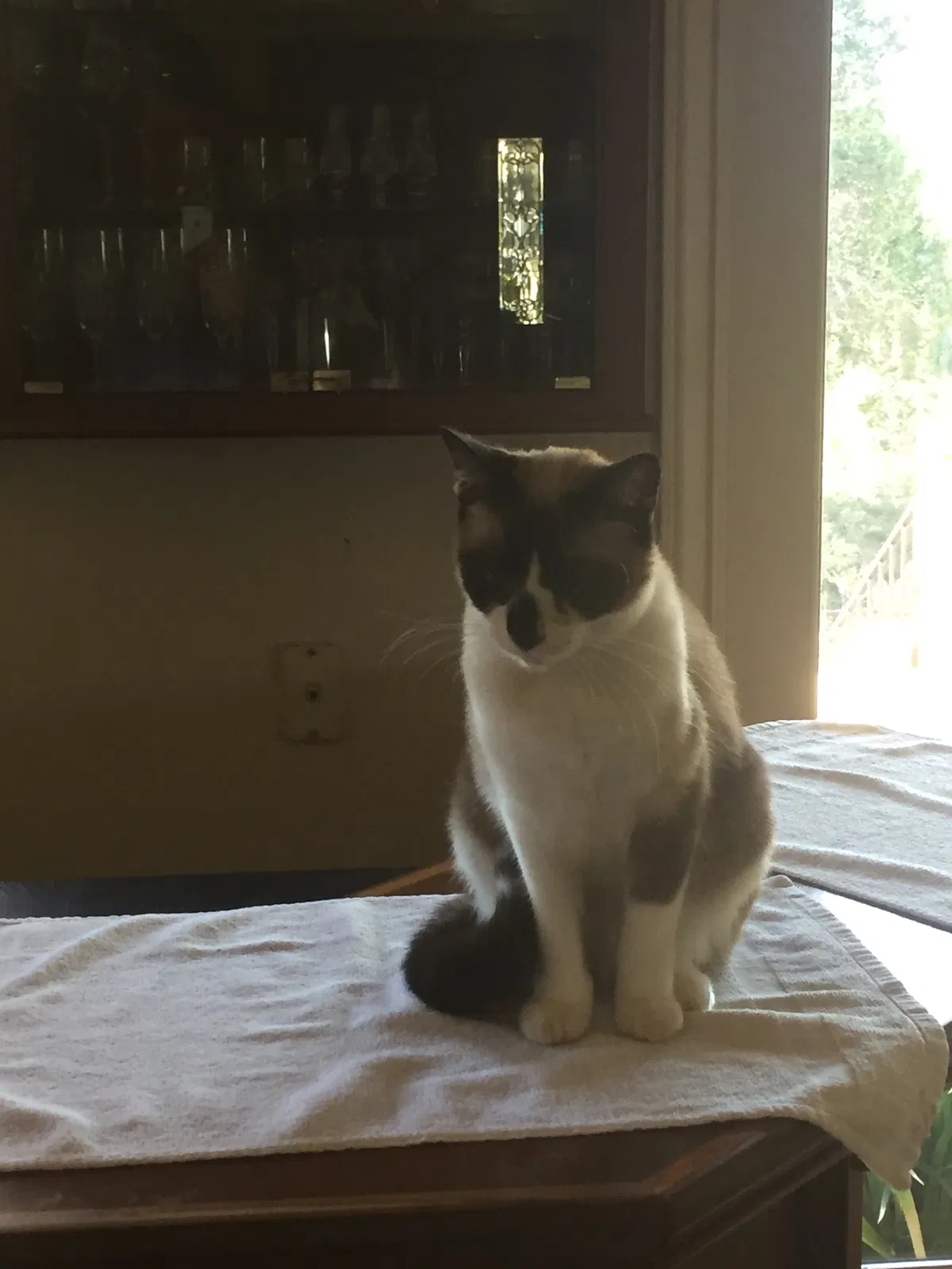 Lost cat in Saratoga, CA, 95070
