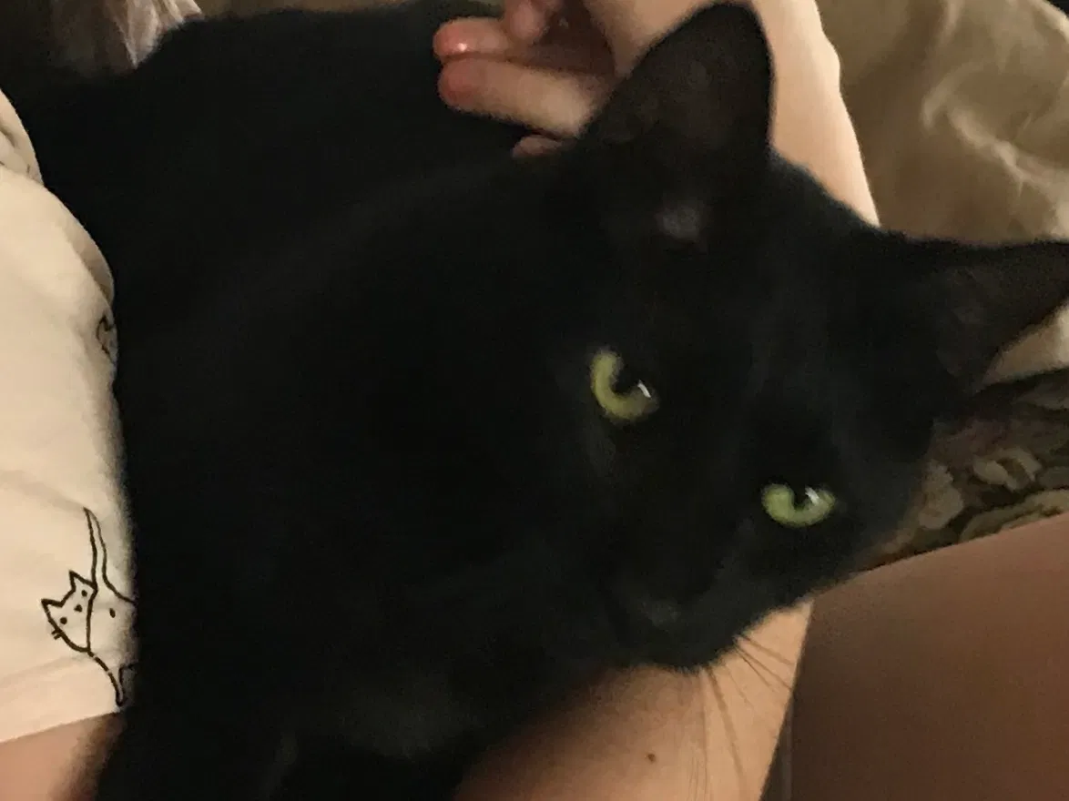 Lost cat in Melbourne, FL, 32934