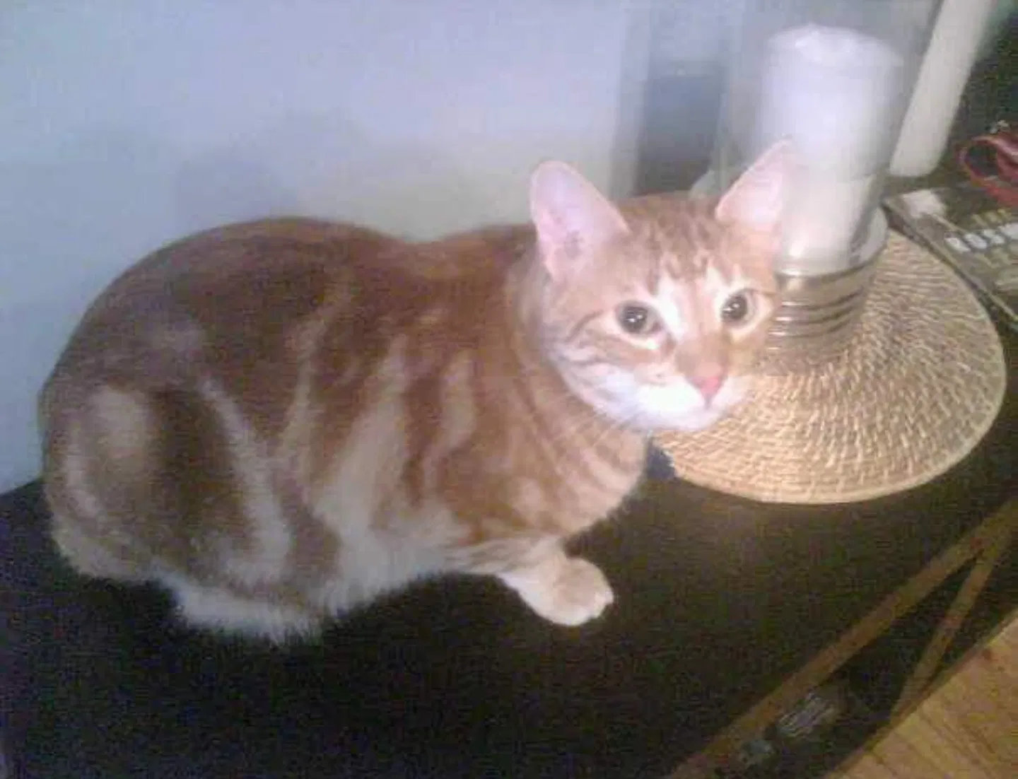 Lost cat in Easton, PA, 18042