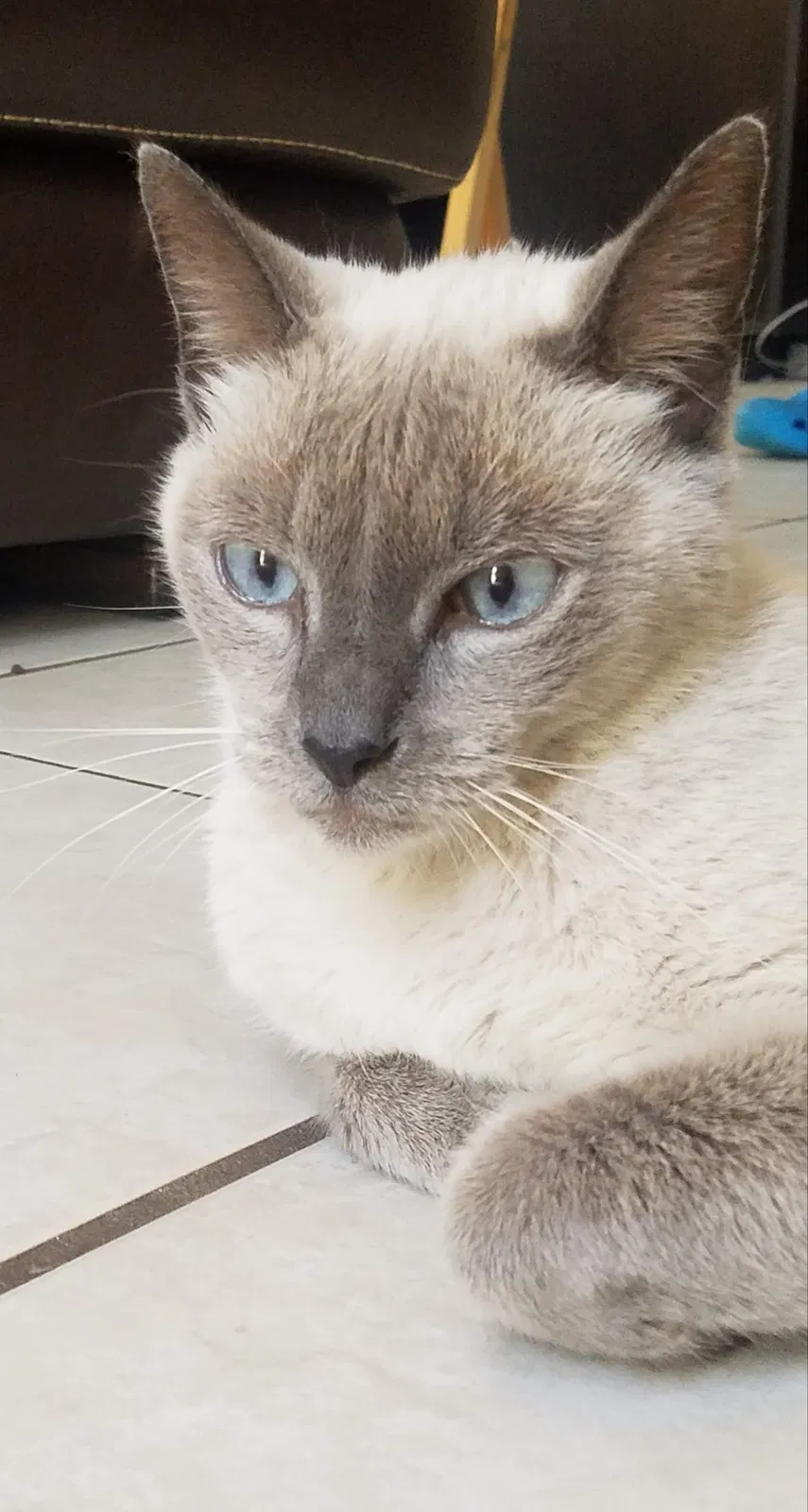 Lost cat in Hollywood, FL, 33027