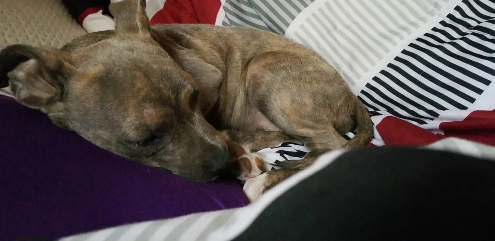 Lost dog in Defuniak Springs, FL, 32433