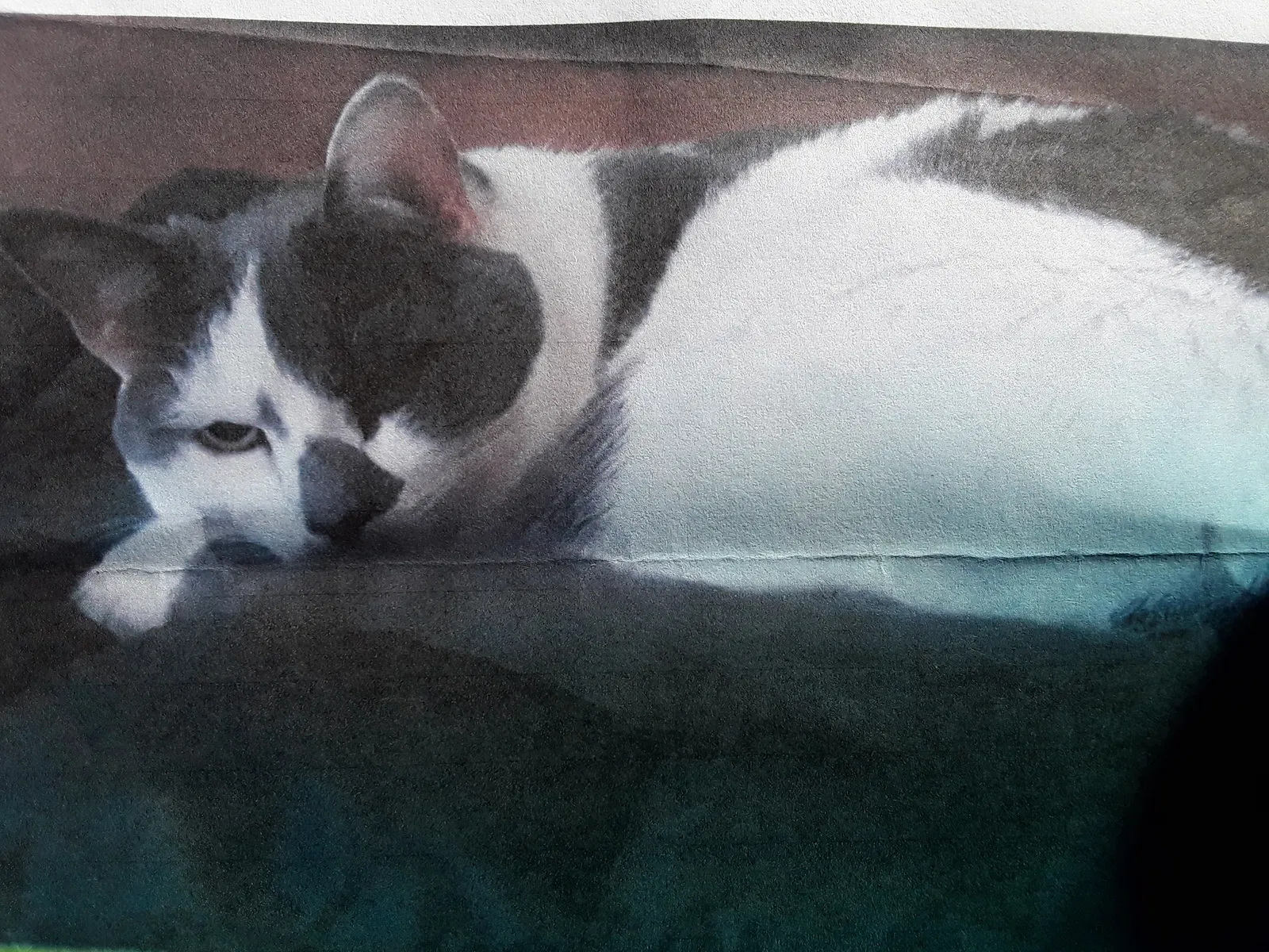 Lost cat in Southampton, PA, 18966