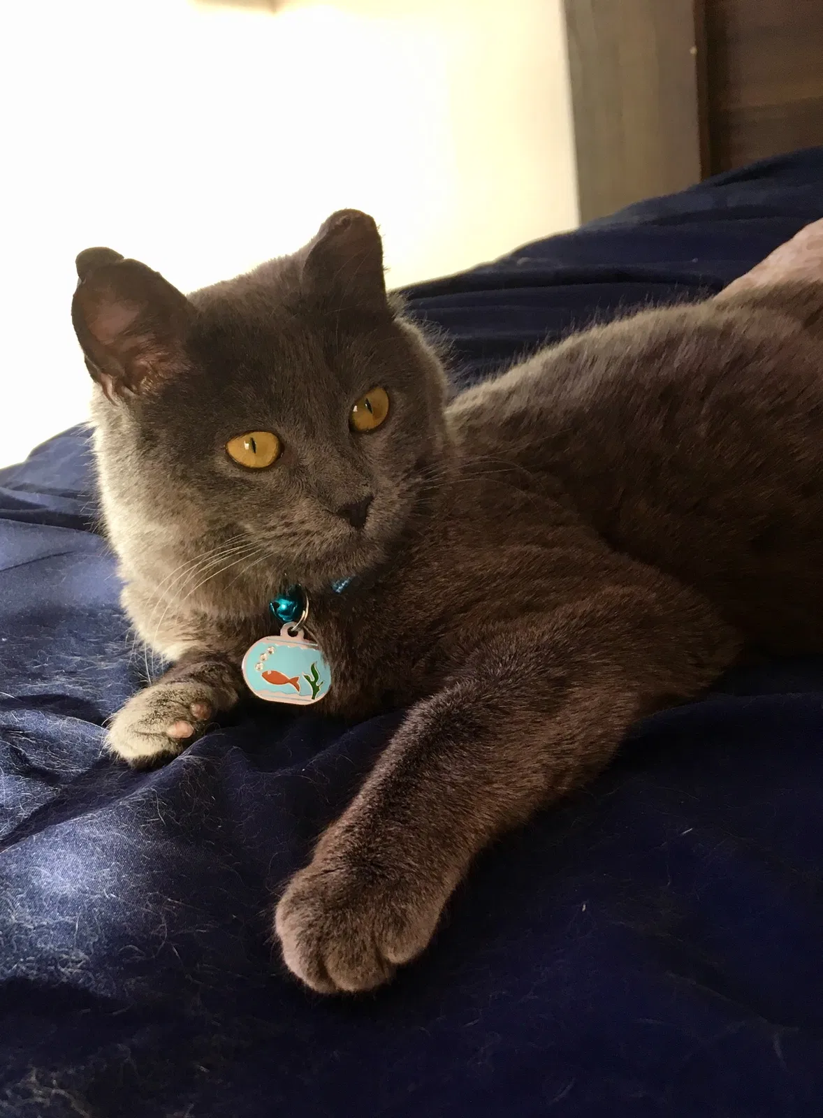 Lost cat in Hopkins, MN, 55343