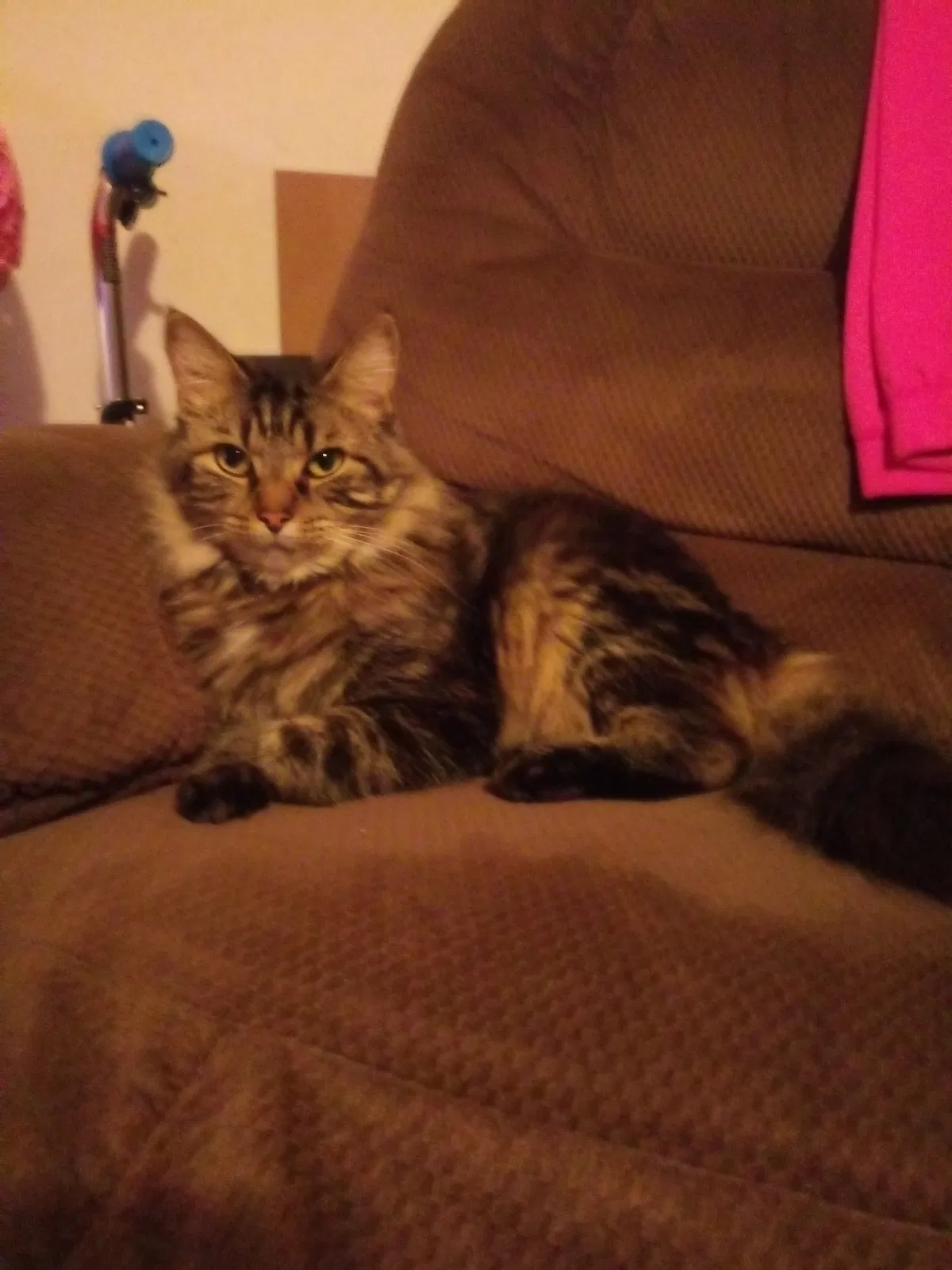 Lost cat in Macclesfield, NC, 27852