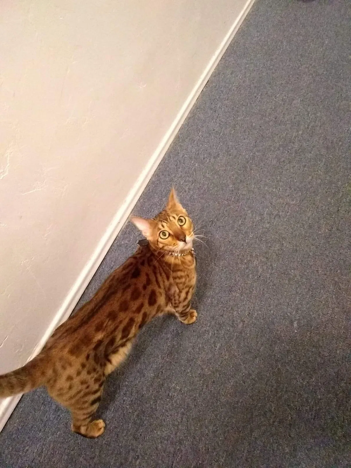 Lost cat in San Diego, CA, 92110