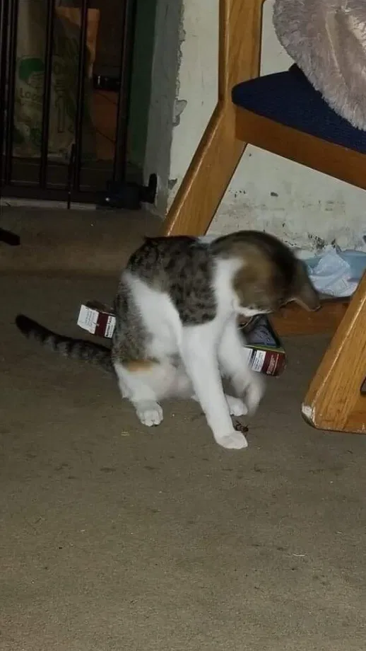 Lost cat in Waimanalo, HI, 96795