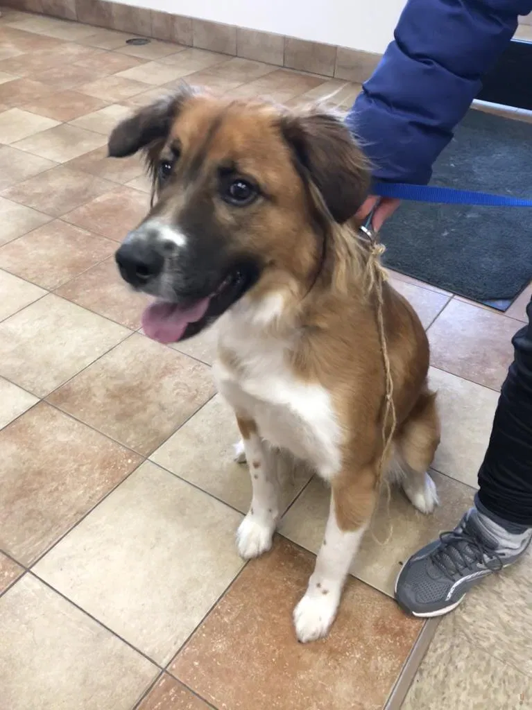 Found dog in Saint Paul, MN, 55127