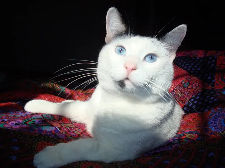 Lost cat in Chandler, AZ, 85226