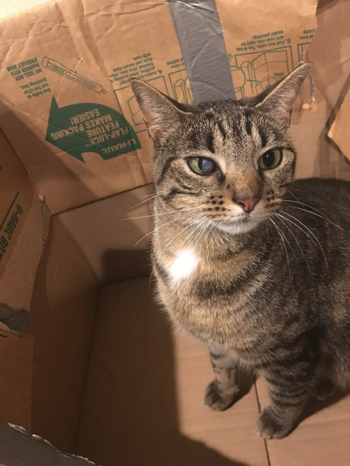 Lost cat in Loveland, CO, 80538