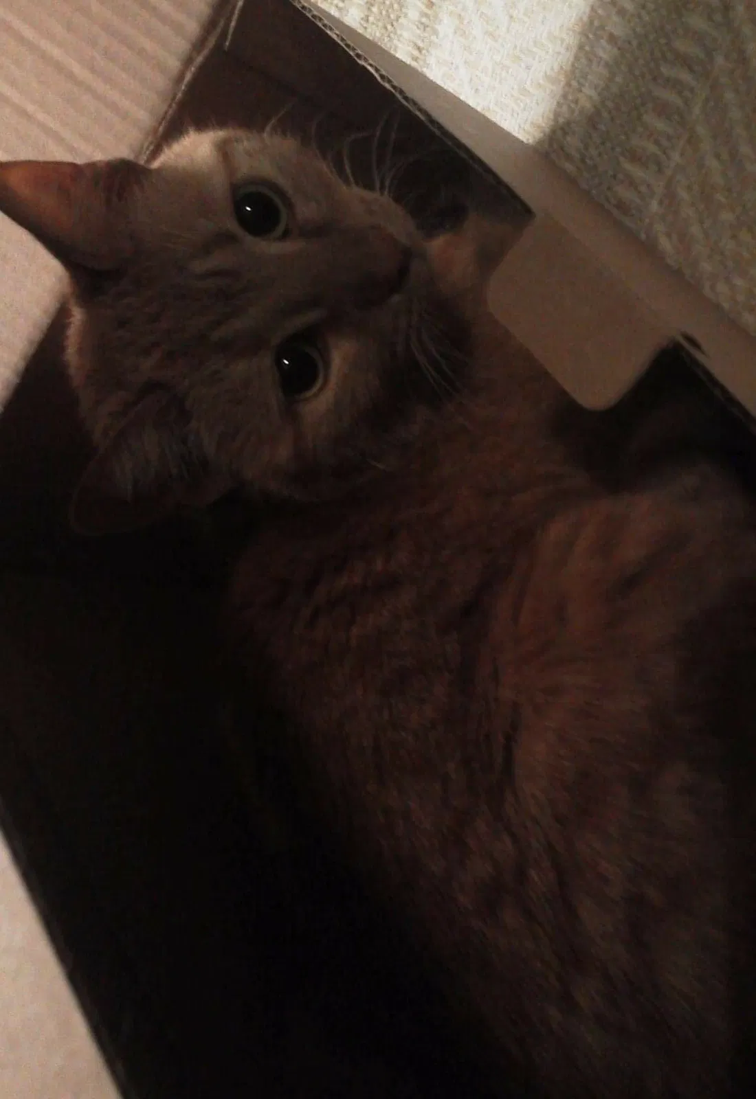 Lost cat in Minneapolis, MN, 55407