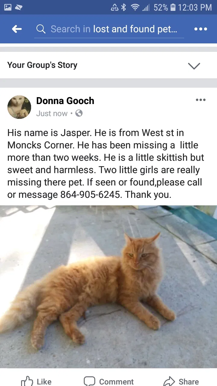 Lost cat in Moncks Corner, SC, 29461