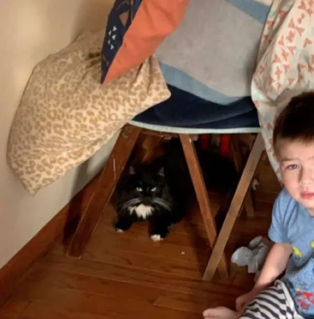 Lost cat in Leechburg, PA, 15656