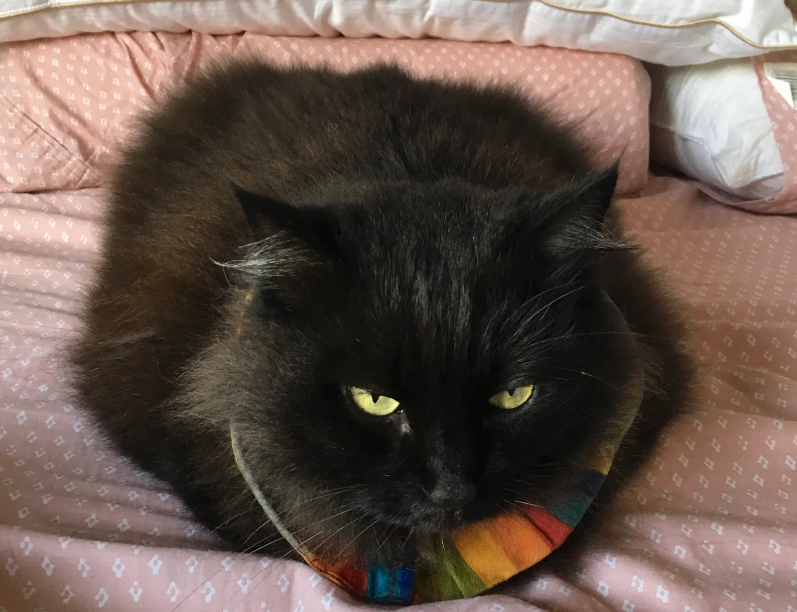 Lost cat in Camarillo, CA, 93012
