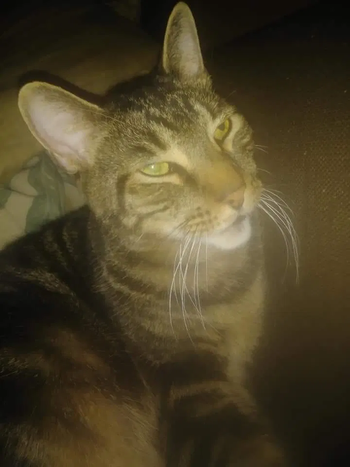 Lost cat in Columbus, OH, 43211