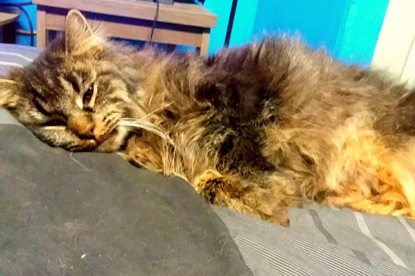 Lost cat in Columbus, OH, 43211